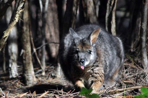 Small-Group Kangaroo Island 4WD Night Tour - eAccommodation 1