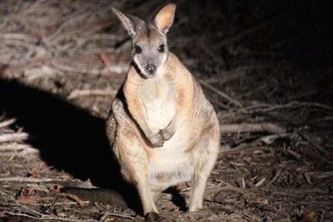 Small-Group Kangaroo Island 4WD Night Tour - eAccommodation 3