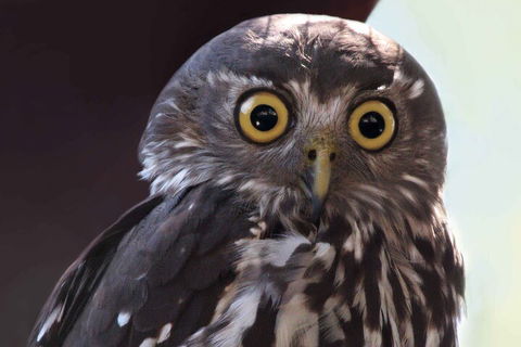 Small-Group Kangaroo Island 4WD Night Tour - eAccommodation 4