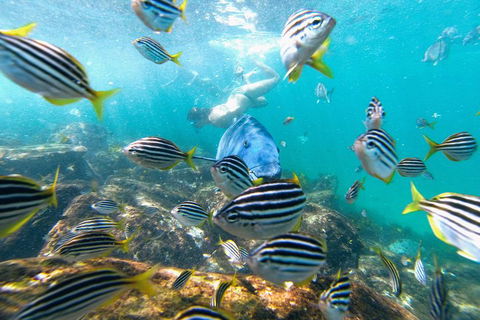 Manly Snorkel Trip And Nature Walk With Local Guide - eAccommodation 2