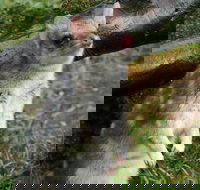 1-Hour Tasmanian Devil Feeding Day Tour at Cradle Mountain - eAccommodation