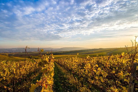Wine Tours Sydney - Southern Highlands Day Escape, Full Day Wine Tasting Tour - eAccommodation 1