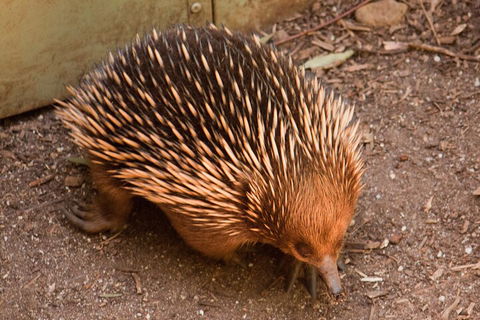 Puffing Billy And Healesville Sanctuary Scenic Tour - eAccommodation 0
