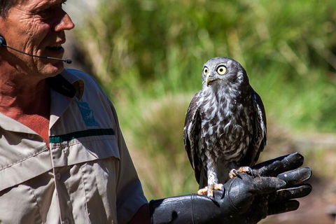 Puffing Billy And Healesville Sanctuary Scenic Tour - eAccommodation 3