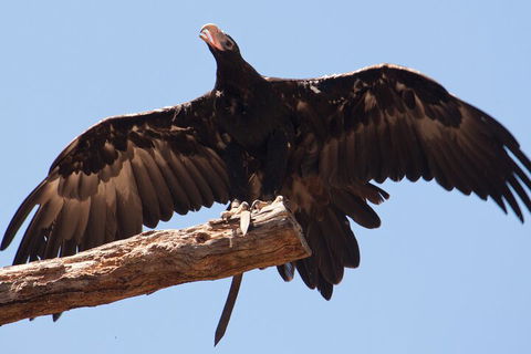 Puffing Billy And Healesville Sanctuary Scenic Tour - eAccommodation 4