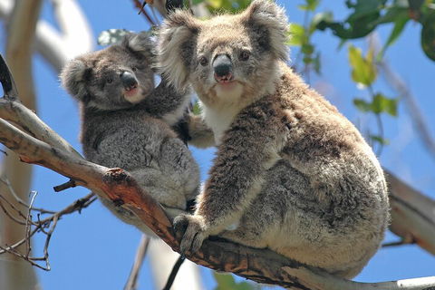 Puffing Billy And Healesville Sanctuary Scenic Tour - eAccommodation 5