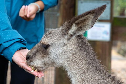Private Blue Mountains Escape The Crowds SUV Tour - eAccommodation 2