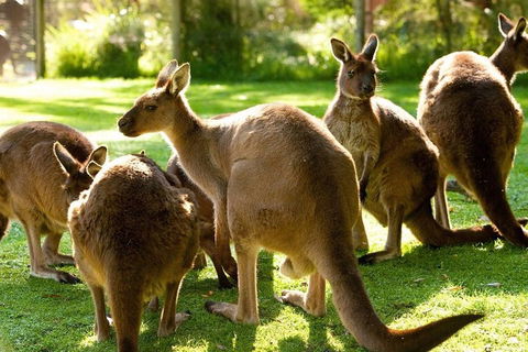 Melbourne City Card (3 Days): Visit Unlimited Attractions! - eAccommodation 4