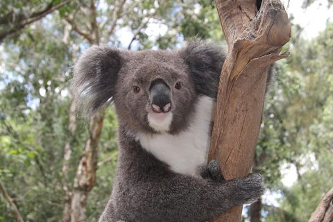 Private Blue Mountains Tour With Kangaroo And Koala Experience - eAccommodation 2