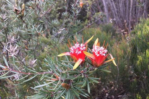 Private Blue Mountains Tour With Kangaroo And Koala Experience - eAccommodation 4