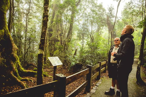 Full-day Springbrook National Park Tour From The Gold Coast - eAccommodation 1