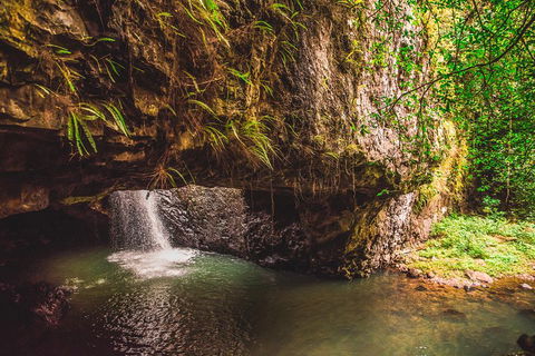 Full-day Springbrook National Park Tour From The Gold Coast - eAccommodation 4