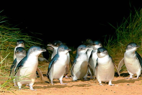 Phillip Island Penguins Private Tour - eAccommodation 0