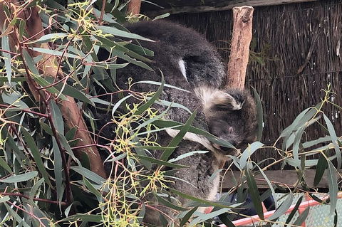 Phillip Island Penguins Private Tour - eAccommodation 2