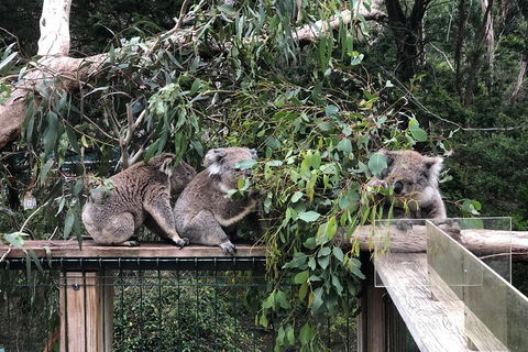 Phillip Island Penguins Private Tour - eAccommodation 3