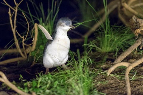 Private Phillip Island Tour - eAccommodation 1
