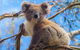 Private Phillip Island Tour - thumb 2