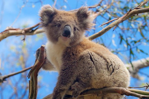 Private Phillip Island Tour - eAccommodation 2