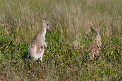 Wilsons Promontory Private 1 Day Tour - eAccommodation 0