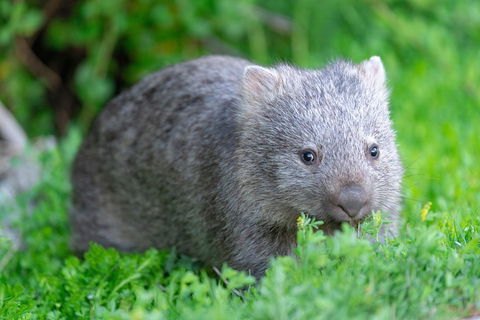 Wilsons Promontory Private 1 Day Tour - eAccommodation 3