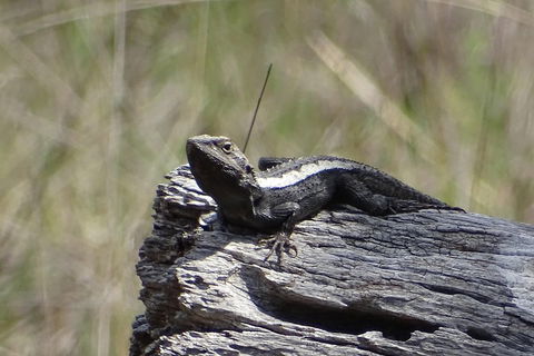 Inside The Greater Blue Mountains World Heritage - A Private Wildlife Safari Overnight - eAccommodation 2