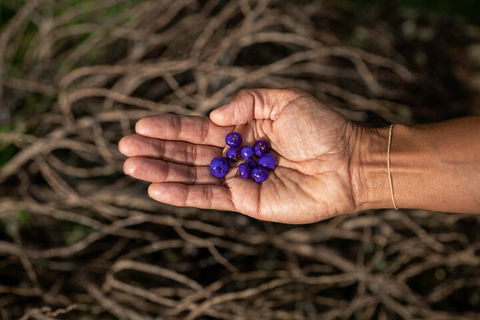 Cape Byron Aboriginal Tour - eAccommodation 0