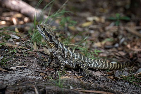 Cape Byron Aboriginal Tour - eAccommodation 3