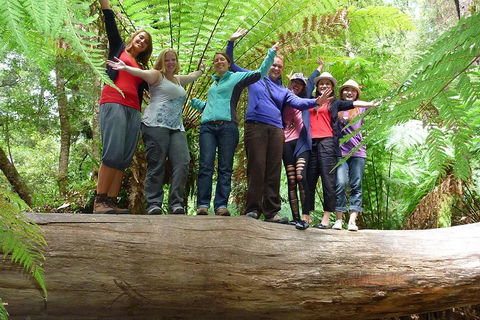 Mt Field National Park Active Day-Trip Including Bonorong And Mt Wellington - eAccommodation 3