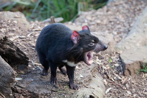 Mt Field National Park Active Day-Trip Including Bonorong And Mt Wellington - eAccommodation 5