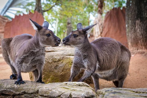 Australia Multi-City Attractions Pass - eAccommodation 4