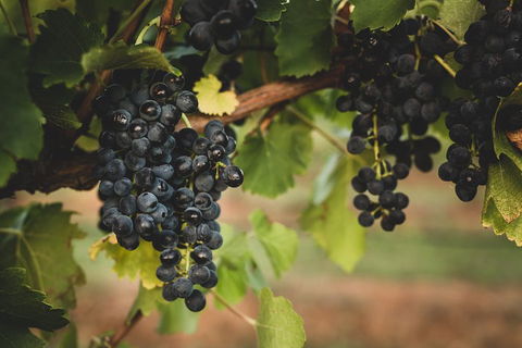 Hideaway Private Tours Hunter Valley- Indulgence Wine Tour (Full Day) - eAccommodation 3