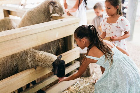 Tropical Fruit World Farm Full Tour - eAccommodation 1