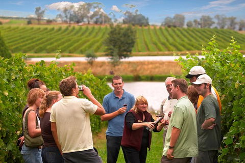 Yarra Valley Balloon Flight And Winery Tour - eAccommodation 4