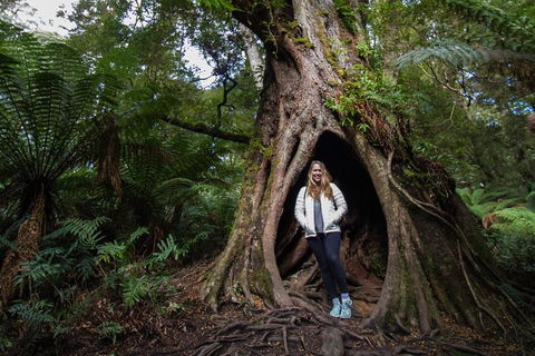 Great Ocean Road Small-Group Ecotour From Melbourne - eAccommodation 4