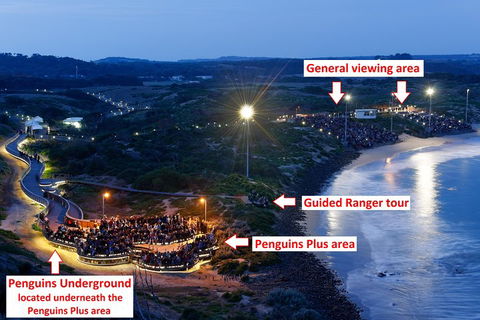 Phillip Island Penguin, Brighton Beach, Moonlit Sanctuary From Melbourne - eAccommodation 4