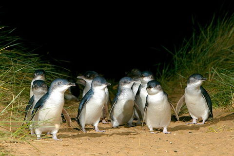 Phillip Island Penguin, Brighton Beach, Moonlit Sanctuary From Melbourne - eAccommodation 5