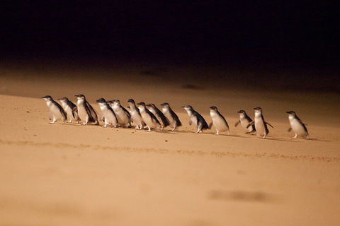 Great Ocean Road & Phillip Island Overnight Tour - eAccommodation 2