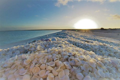 Monkey Mia Dolphins & Shark Bay Air Tour From Perth - eAccommodation 3