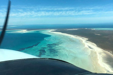 Monkey Mia Dolphins & Shark Bay Air Tour From Perth - eAccommodation 4