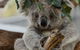 Private Phillip Island & Penguin Parade Hiking Tour From Melbourne - thumb 1