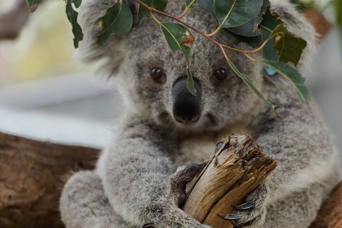 Private Phillip Island & Penguin Parade Hiking Tour From Melbourne - eAccommodation 1
