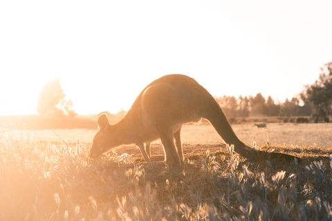 Private Phillip Island & Penguin Parade Hiking Tour From Melbourne - eAccommodation 2