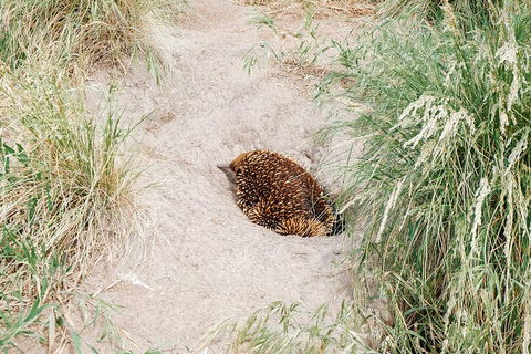 Private Phillip Island & Penguin Parade Hiking Tour From Melbourne - eAccommodation 3