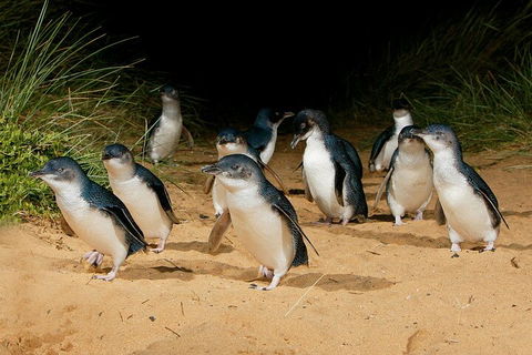 Private Phillip Island & Penguin Parade Hiking Tour From Melbourne - eAccommodation 4
