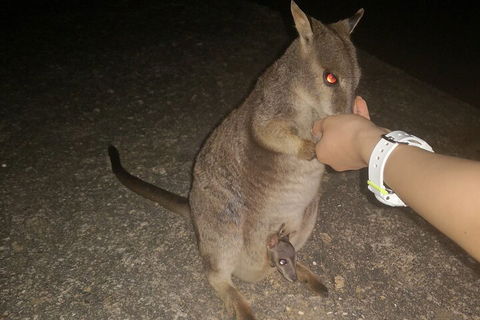 Private Tour To Paronella Park, Historic Village Herberton And Wild Life Wallaby - eAccommodation 0