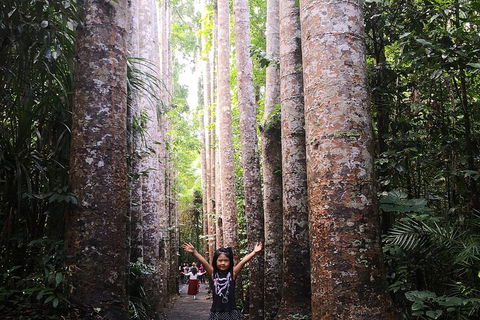 Private Tour To Paronella Park, Historic Village Herberton And Wild Life Wallaby - eAccommodation 2