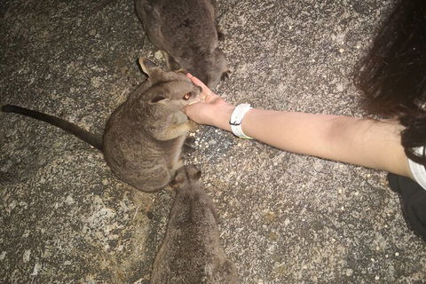 Private Tour To Paronella Park, Historic Village Herberton And Wild Life Wallaby - eAccommodation 4