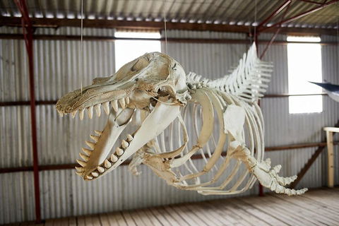 Albany's Whale Story - eAccommodation 3