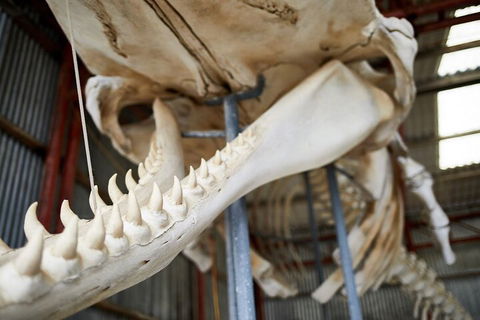 Albany's Whale Story - eAccommodation 5