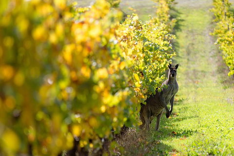 Margaret River 3 Day Escape - eAccommodation 4